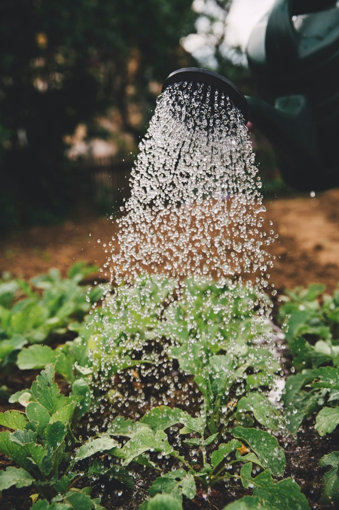 Watering fresh organic backyard garden.