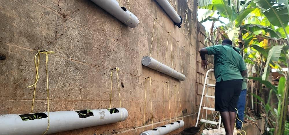 Installing vertical pipe farming systems.